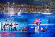 海兽祭祀（祭祀海洋生物的传统仪式）