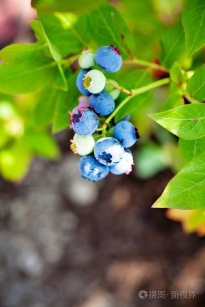 蓝莓花园怎么种植和养护